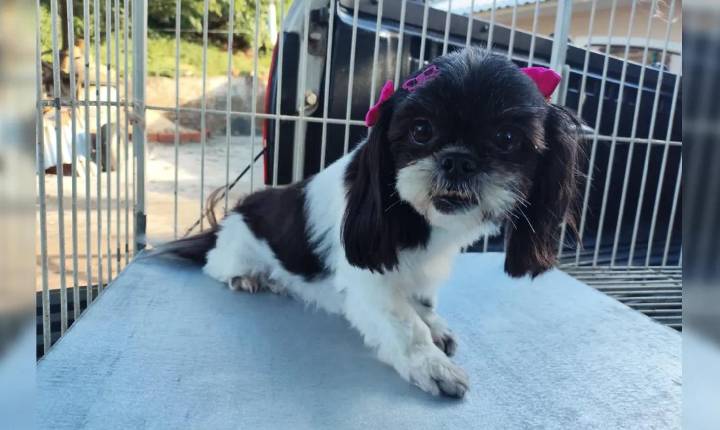 Cachorrinha é resgatada sem ferimentos em acidente com dois óbitos em Jandaia do Sul