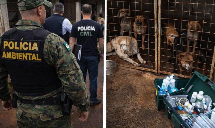Força-tarefa identifica irregularidades em canil municipal de Apucarana