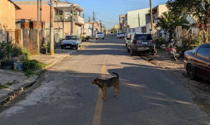 Menina de 12 anos é mordida por cachorro solto em rua de Bom Sucesso