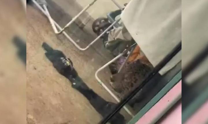 Morador leva susto ao dar de cara com onça de 75 kg embaixo de varal no Paraná
