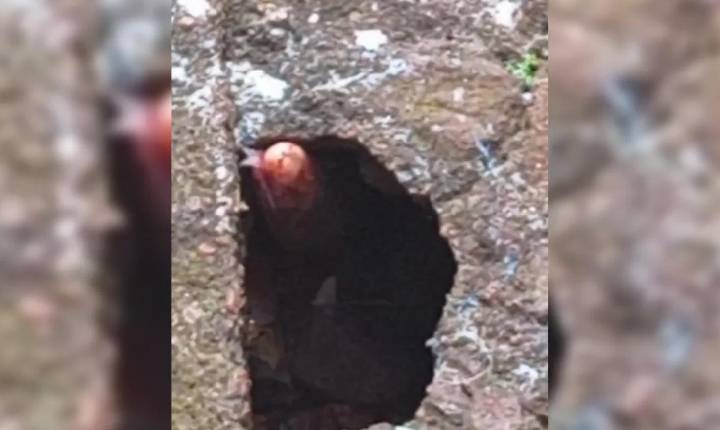 Moradora do Jaçanã se depara com cobra em casa e aciona Corpo de Bombeiros