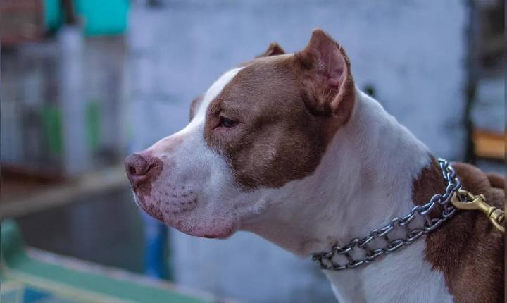 Mulher é mordida por pitbull ao tentar separar briga entre cães em Jandaia do Sul
