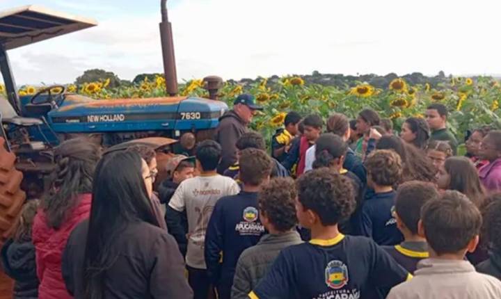 Plantação de girassóis encanta visitantes e vira atração espontânea em Apucarana