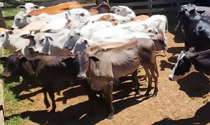 Polícia investiga furto de gado e recupera 27 cabeças em Rosário do Ivaí