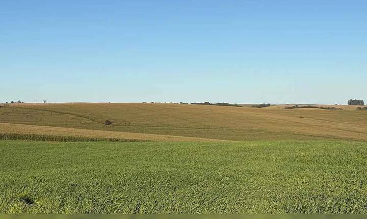Trigo encerra plantio e milho projeta safra acima da média na região de Ivaiporã