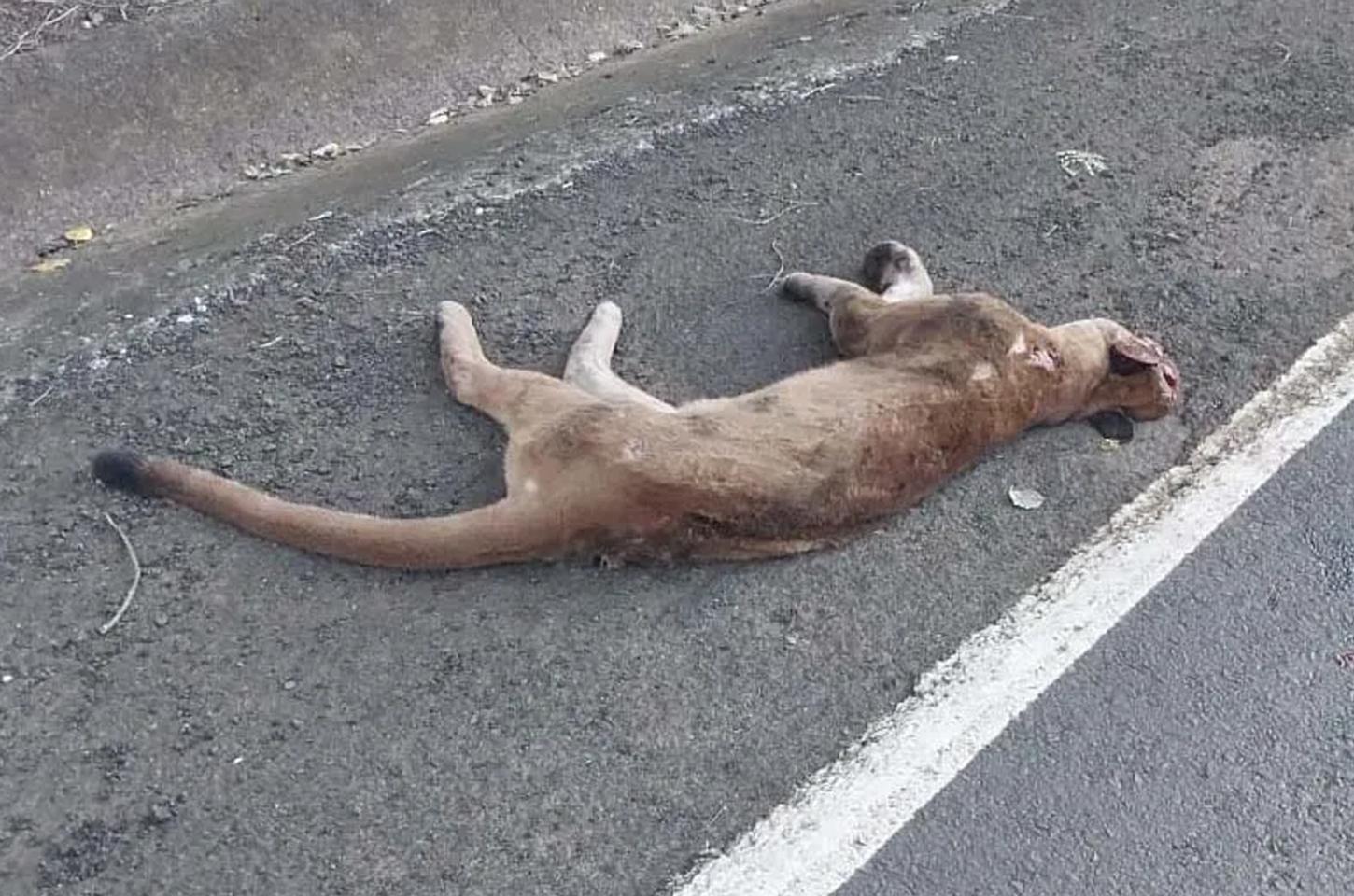 Onça-parda é encontrada morta na Rodovia do Milho, no Paraná