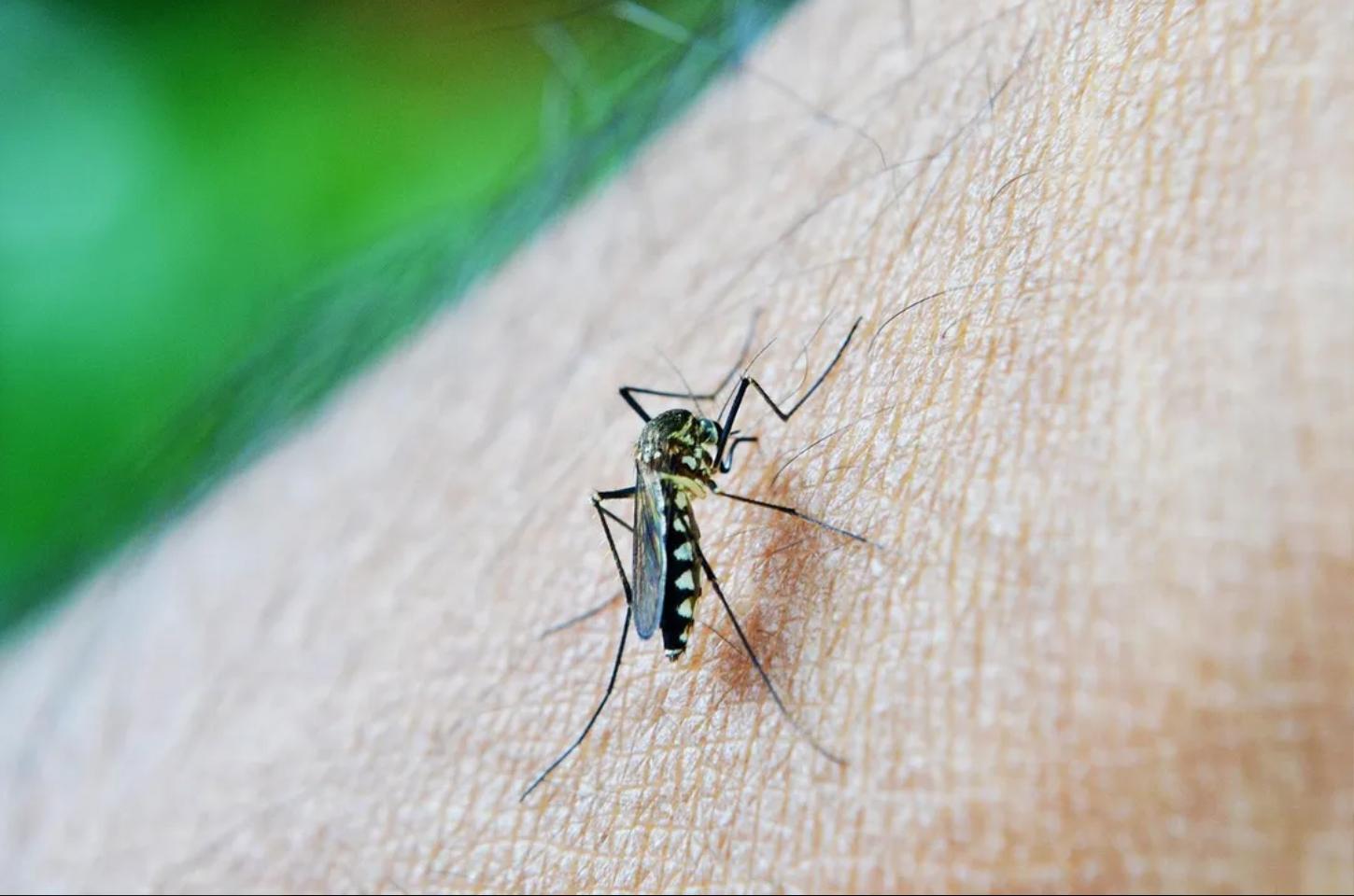 Boletim semanal: Arapongas confirma mais de 1300 casos de dengue