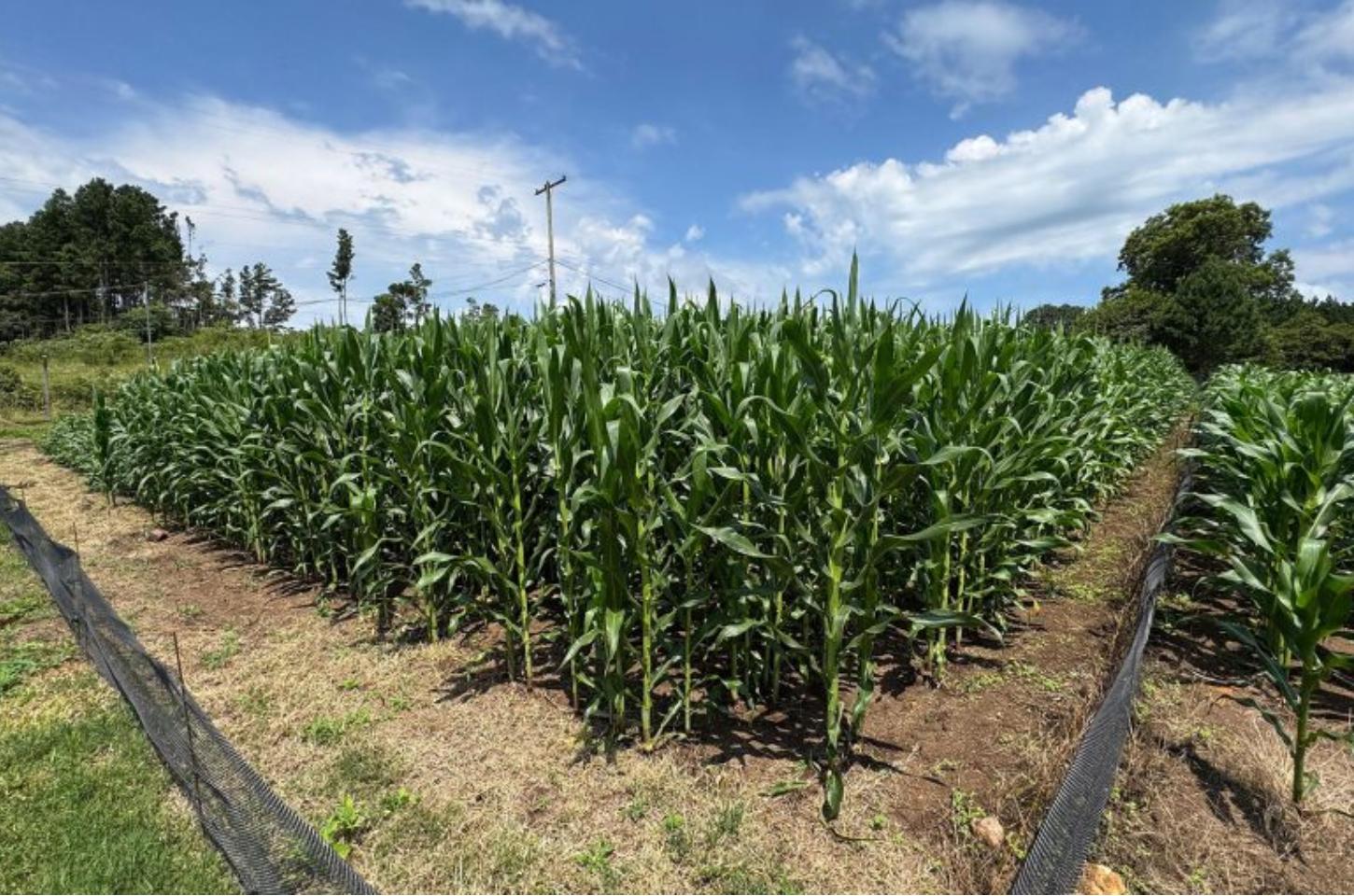 Com auxílio do Tecpar, Paraná terá nova tecnologia europeia para sistemas agrícolas