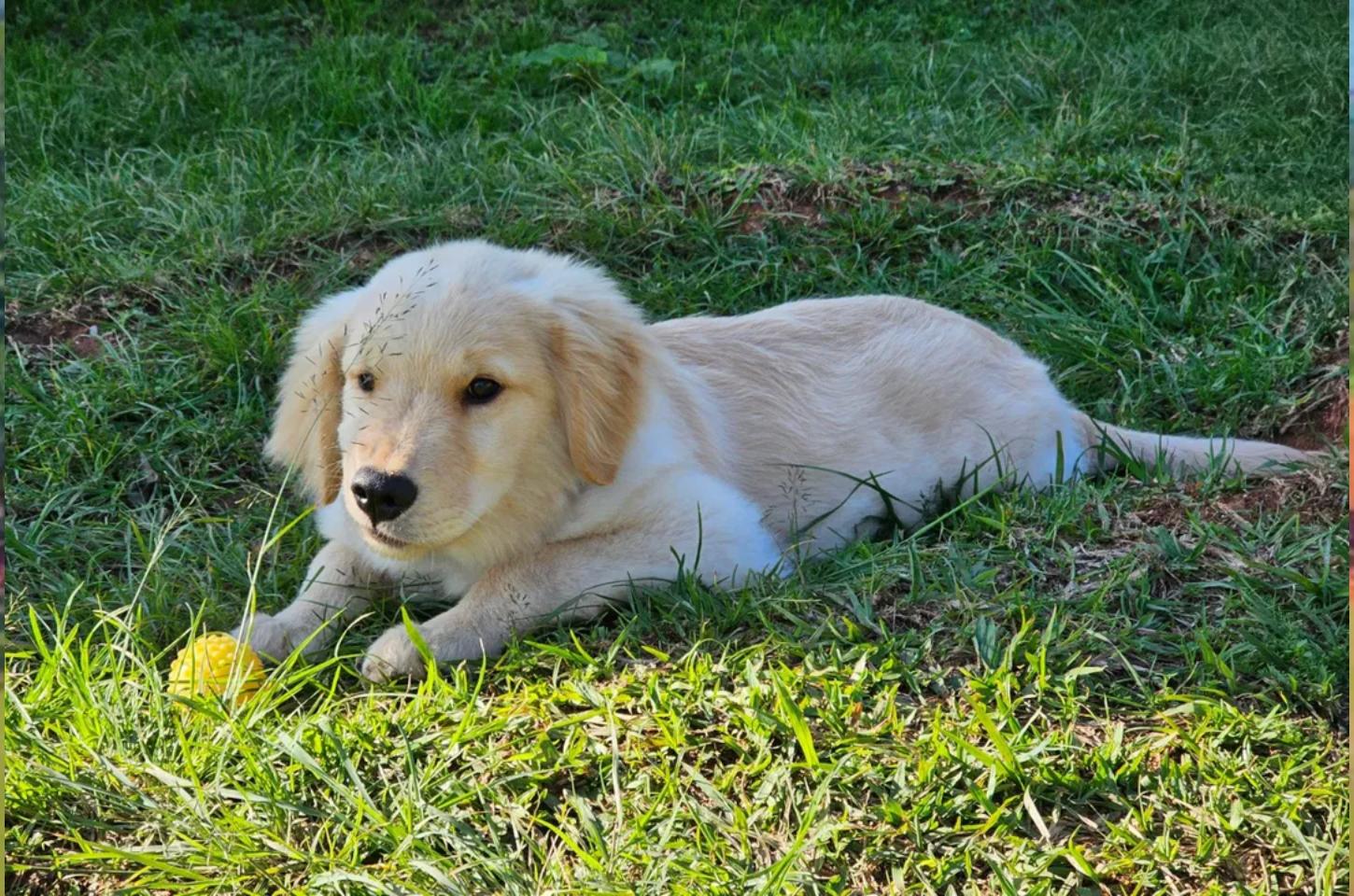 Conheça projeto de terapia com cães da PMPR para crianças autistas