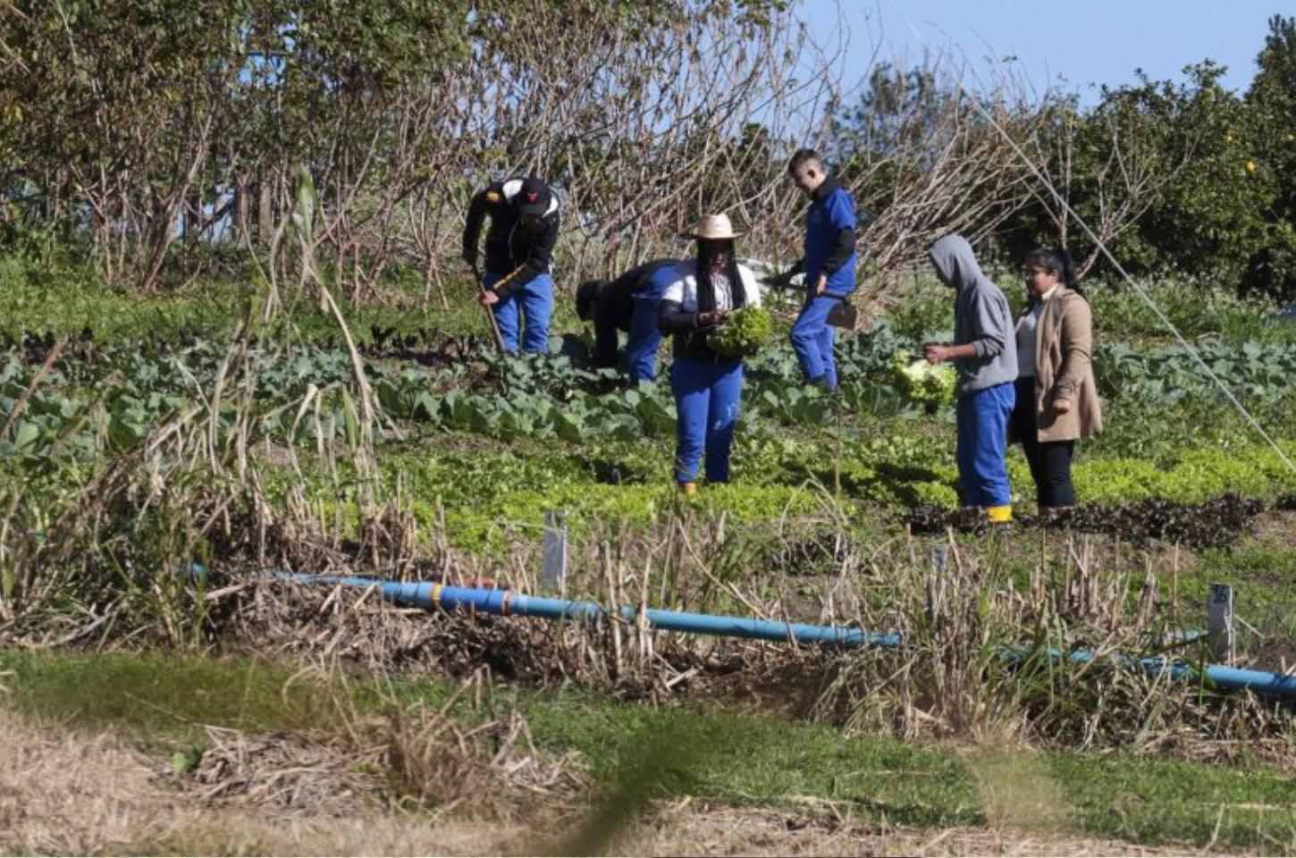 Cooperativa-escola: novo modelo de ensino agrícola transforma educação do Paraná