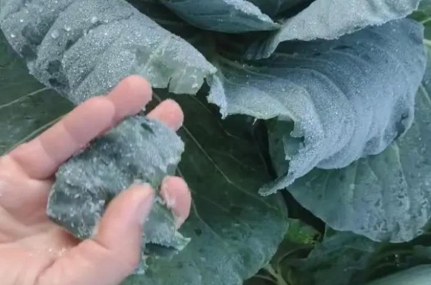 Geada atinge região de Ivaiporã e preocupa pequenos produtores