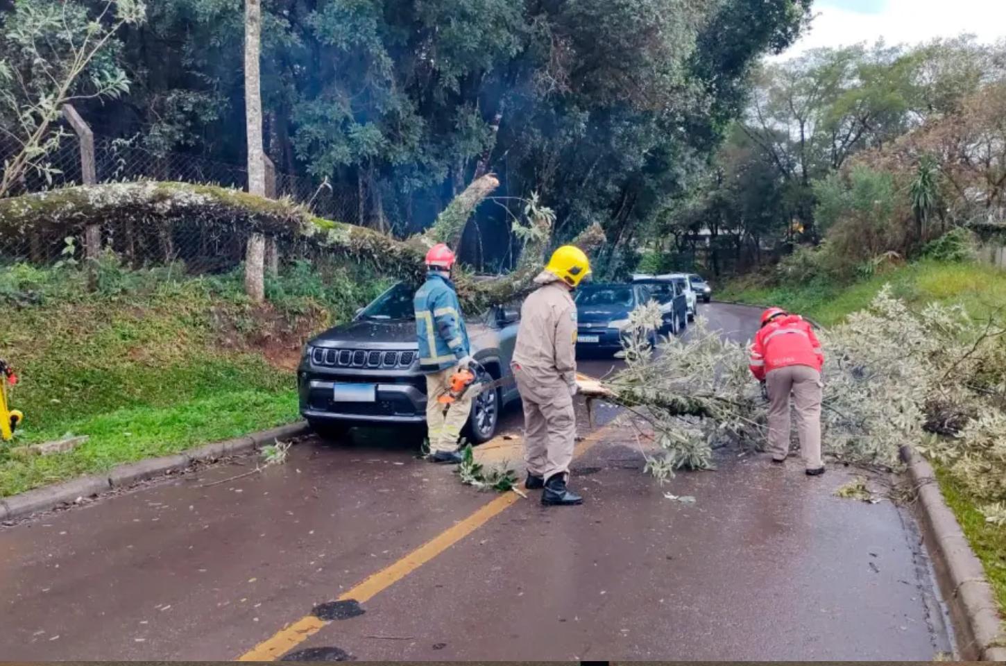 Homem escapa de árvore que caiu em cima de carro no Paraná