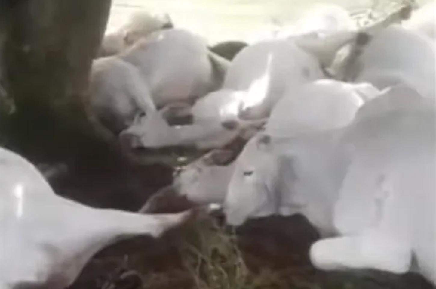 Raio atinge propriedade rural e mata 15 bois no Vale do Ivaí