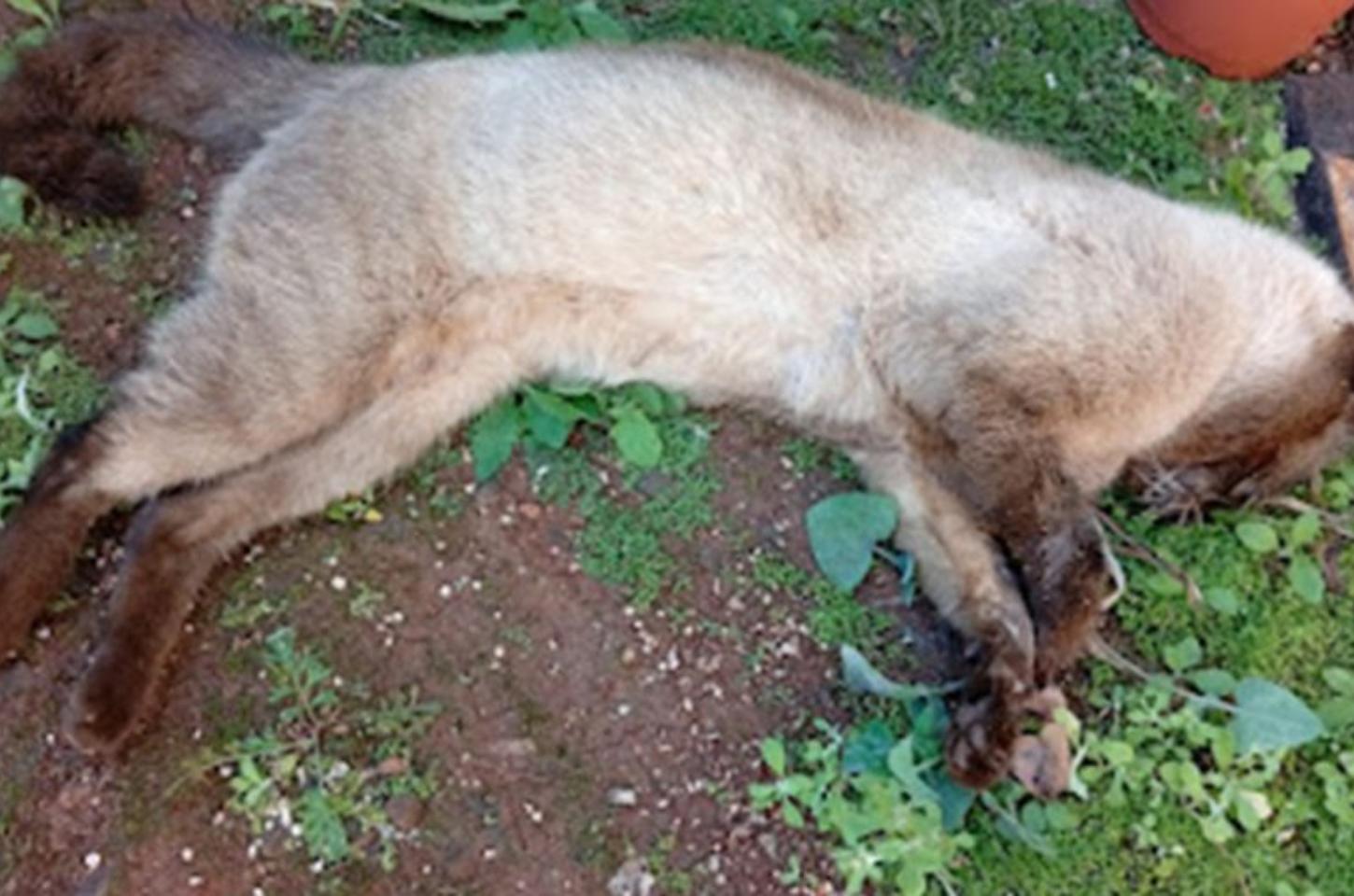 Gato é encontrado morto em Borrazópolis e moradores suspeitam de envenenamento