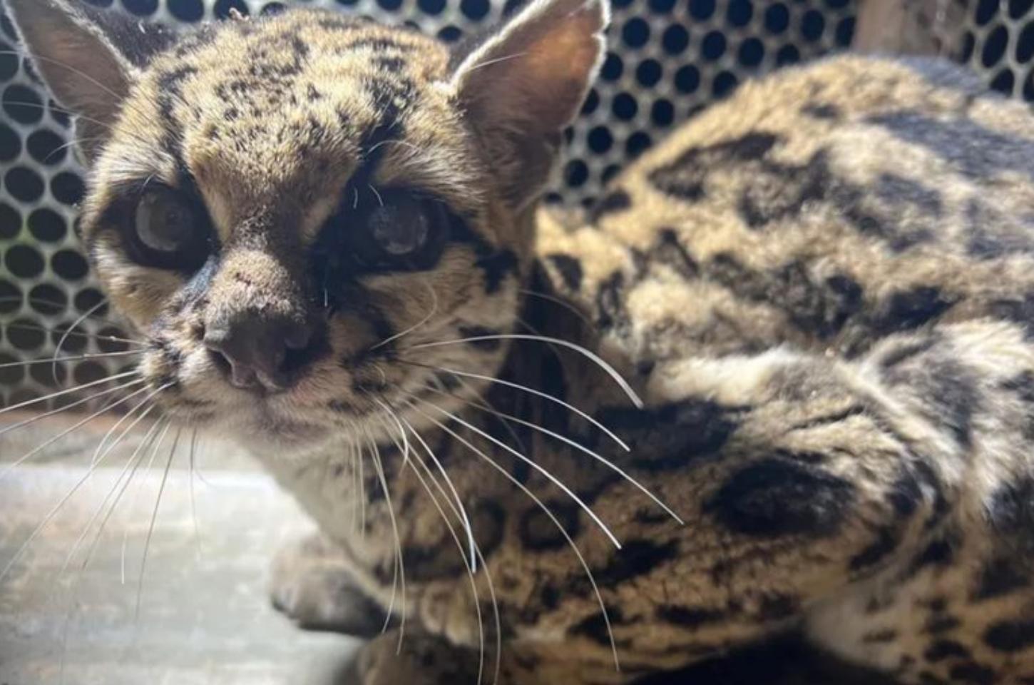 Gato-maracajá é resgatado em sítio na zona rural de Arapongas