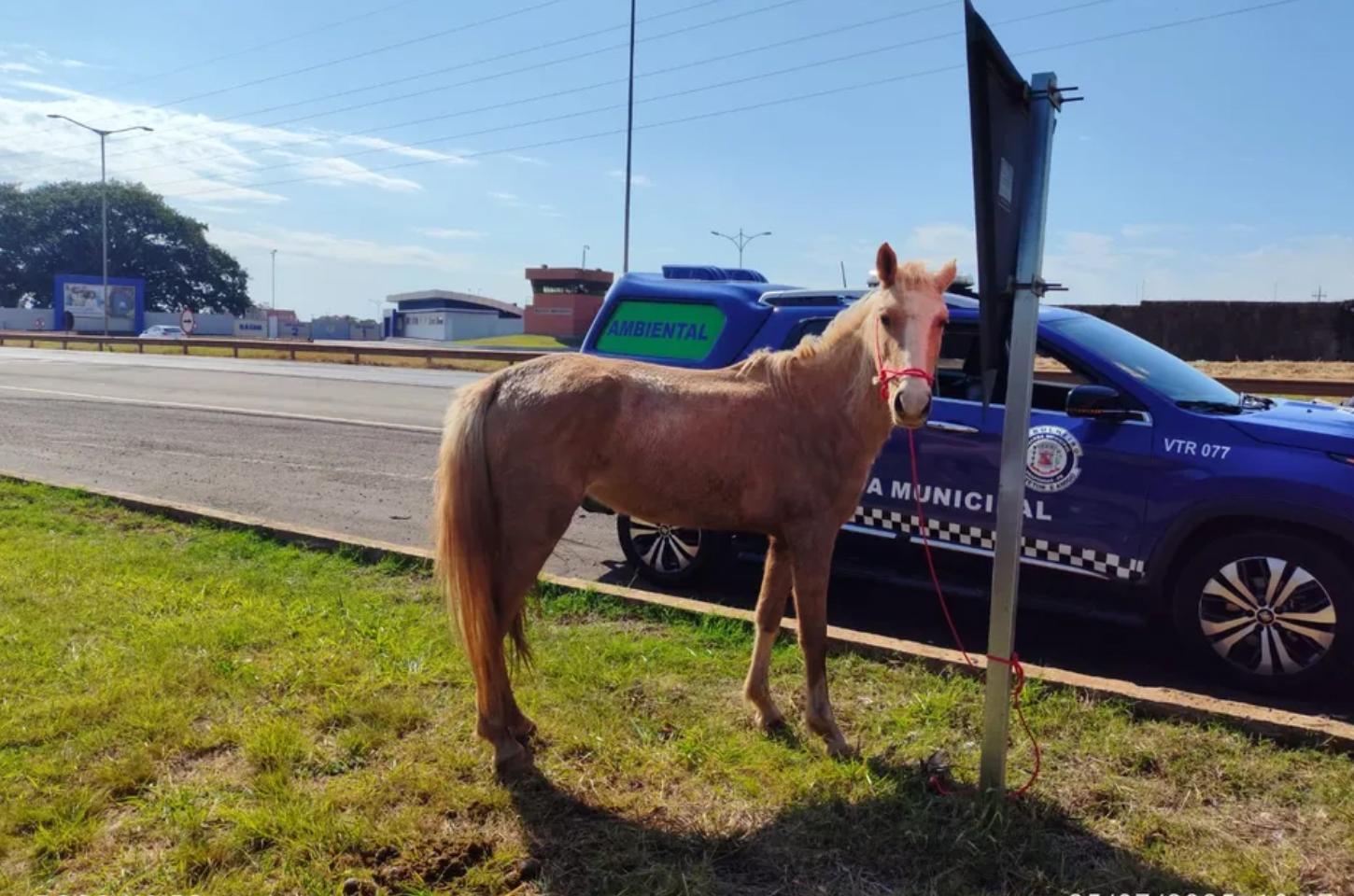 GM de Arapongas multa morador de Apucarana por cavalo solto na BR-369