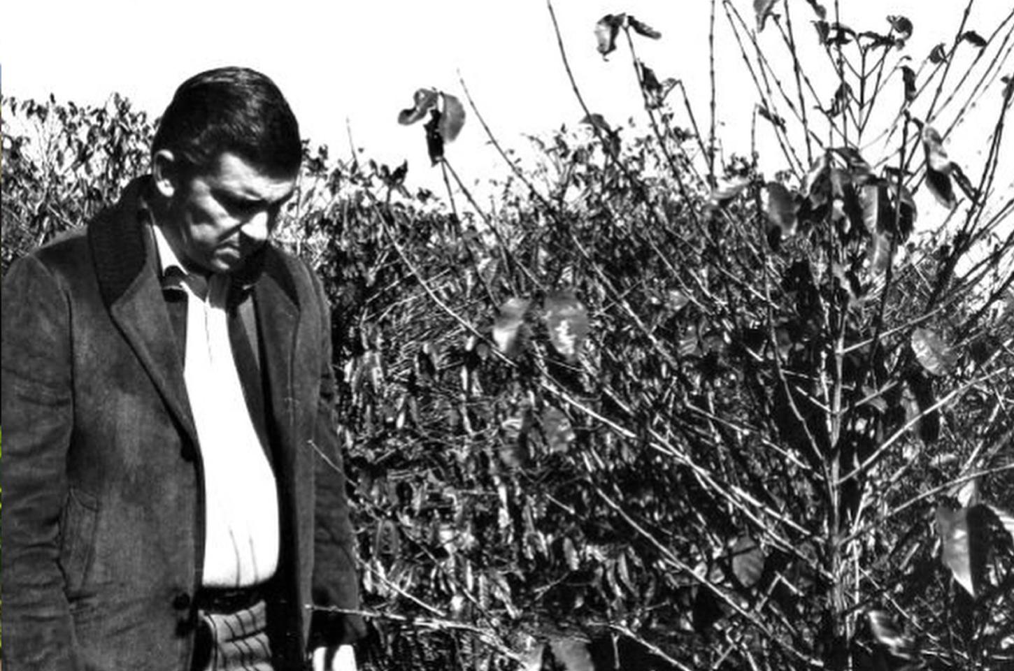 Há 50 anos, geada negra marcava fim de um ciclo e diversificação da economia do Paraná