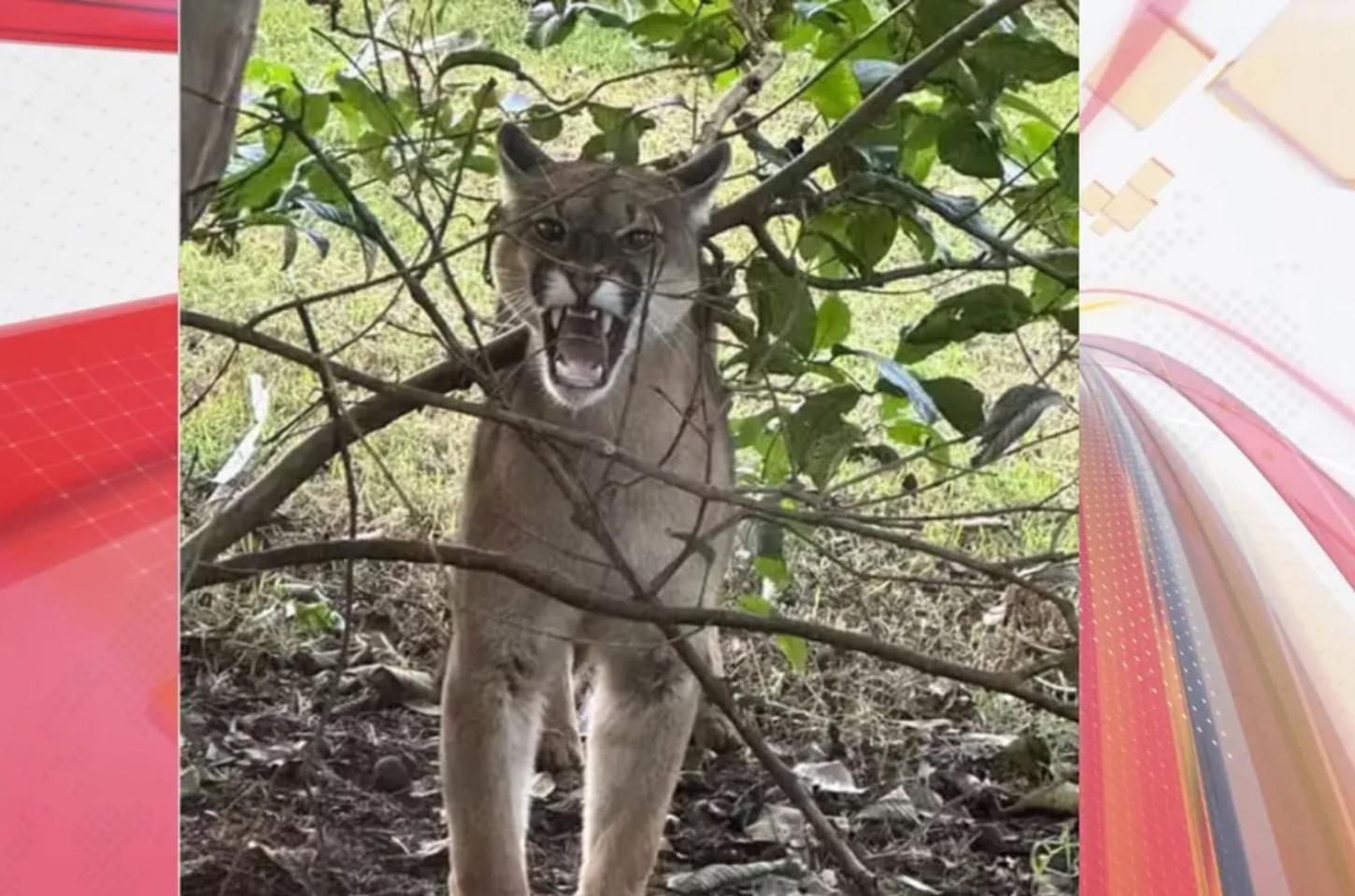 Onça-parda é capturada após invadir três casas em no norte do Paraná