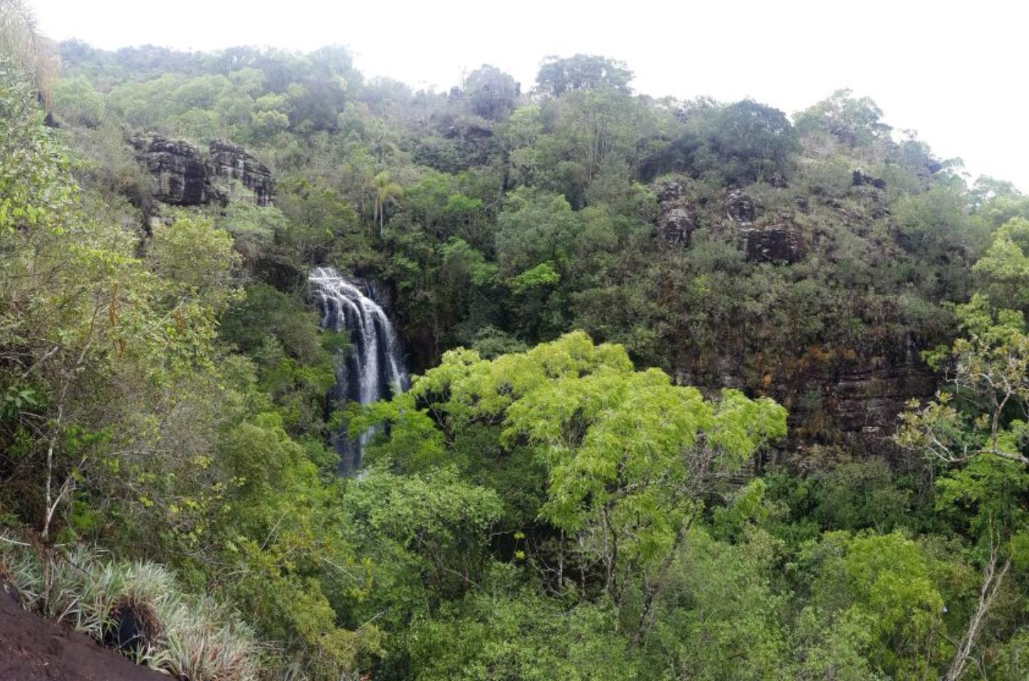 Paraná lança projeto de créditos de biodiversidade para áreas preservadas