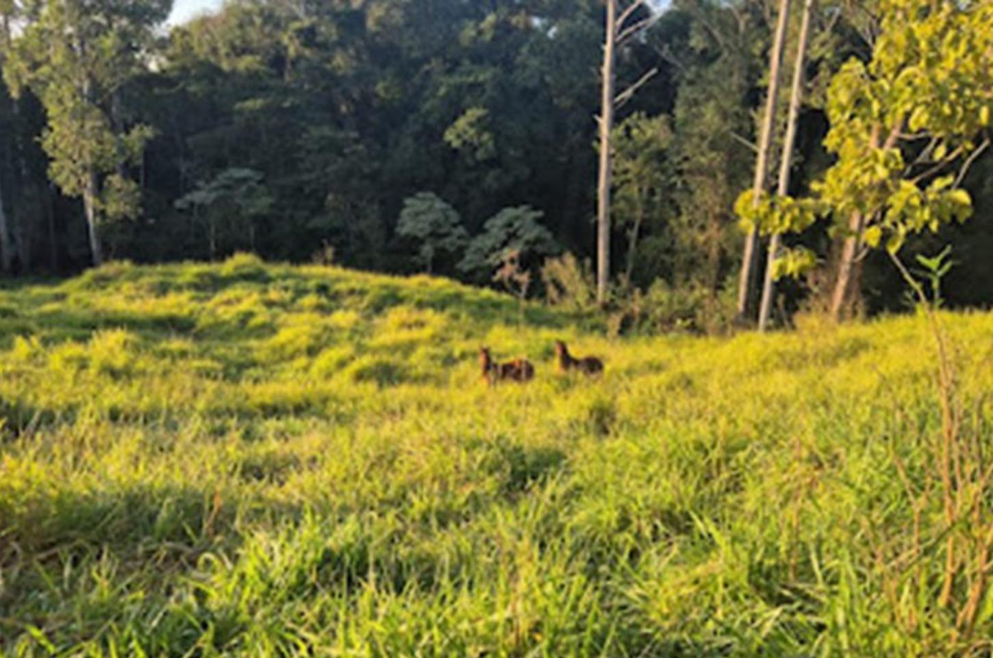 Propriedade rural é multada por descumprir embargo ambiental em Marilândia do Sul