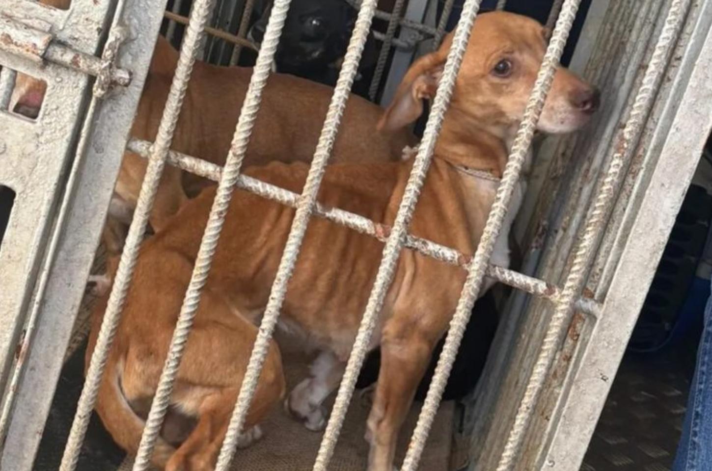 Vinte cães são resgatados de maus-tratos em Apucarana; dois são detidos