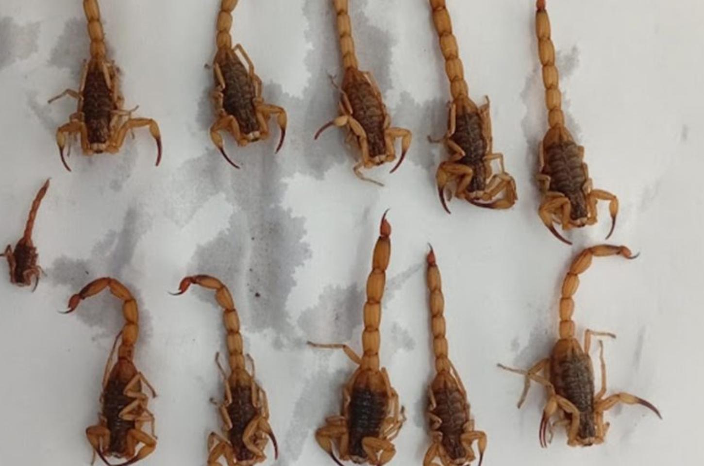 Escorpião-amarelo preocupa Borrazópolis e região