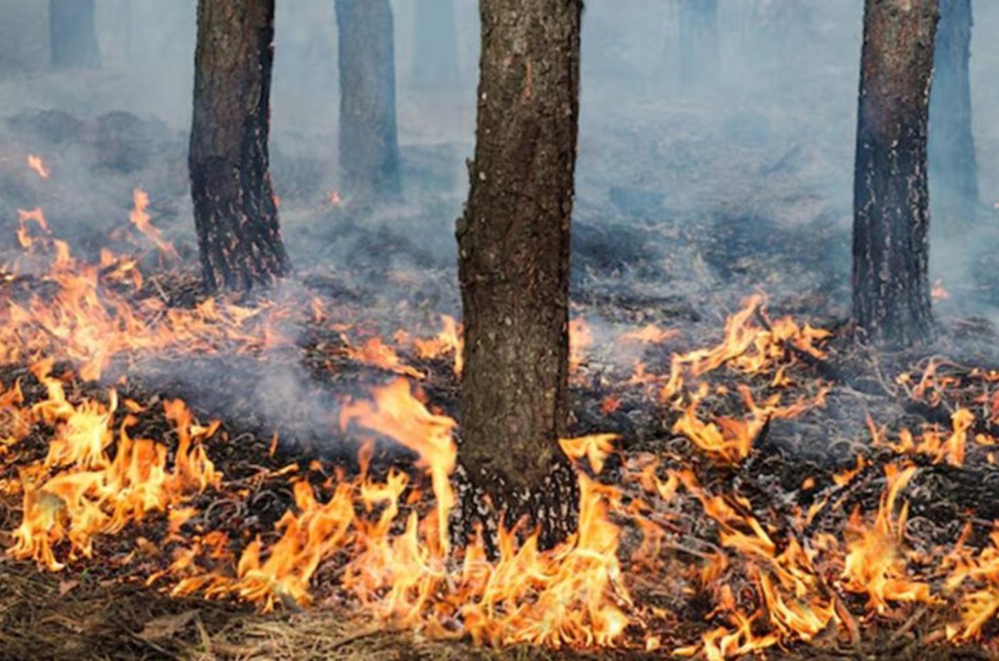 Mais de 4 mil queimadas atingem vegetação no Paraná em 2025