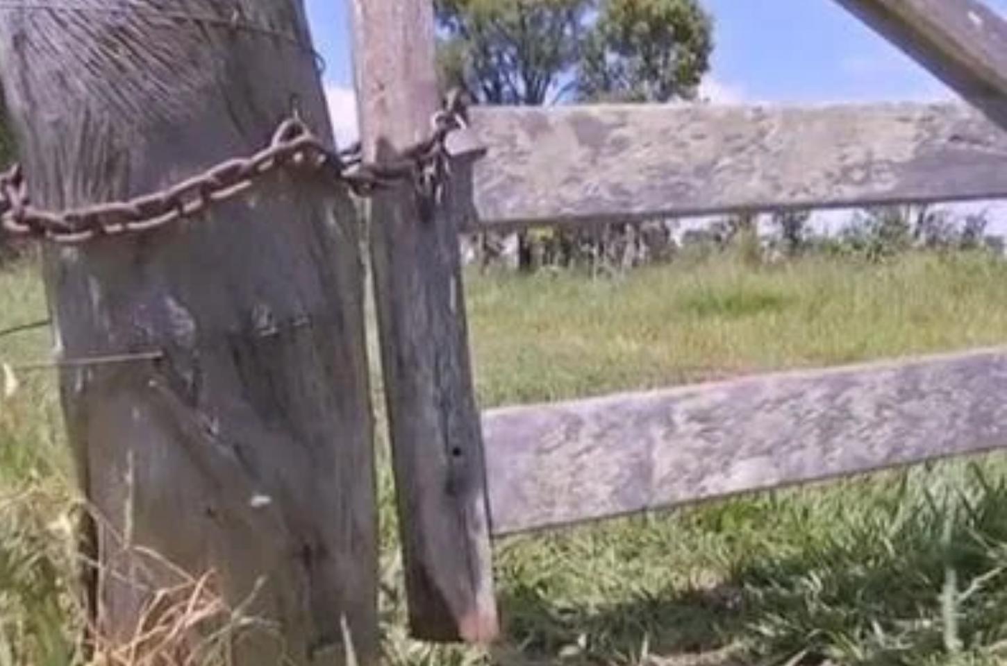 Touro é abatido e tem carne furtada em fazenda de Jandaia do Sul
