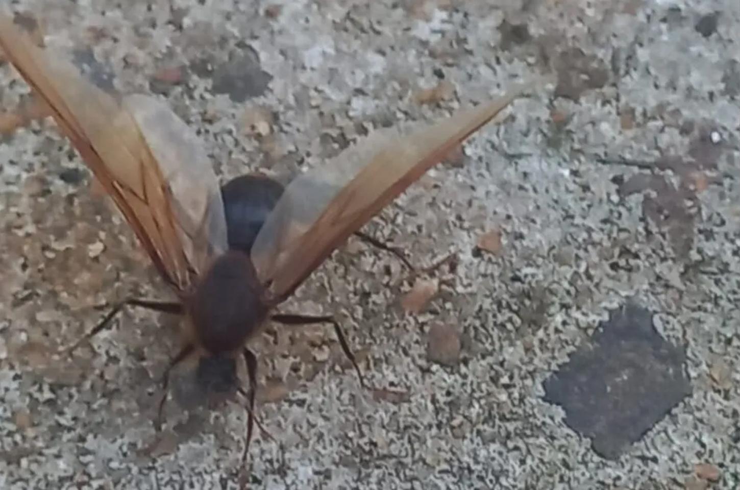 Saiba por que formigas gigantes estão 'invadindo' Apucarana e região