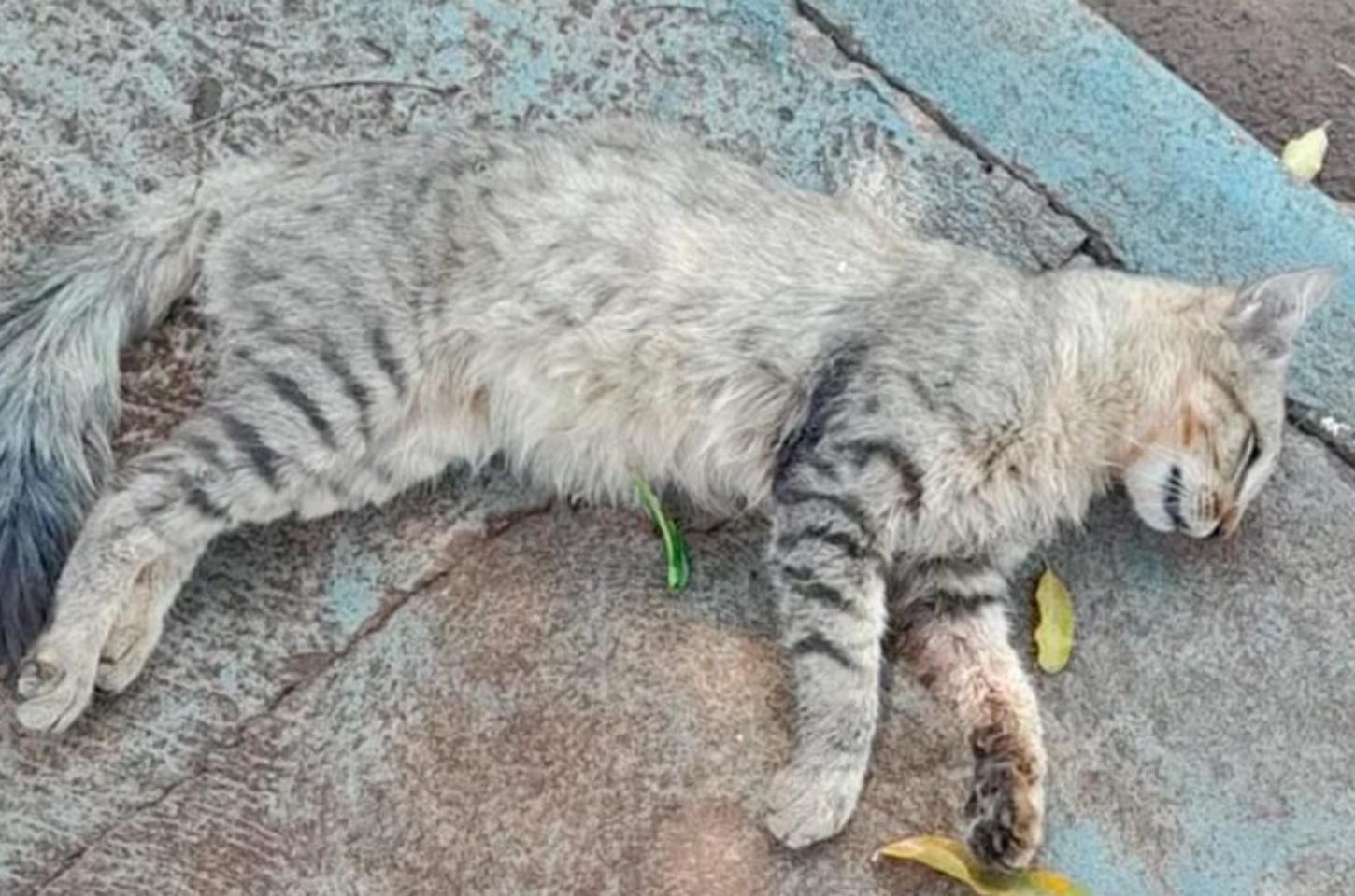 Moradores denunciam possível envenenamento de gatos em Borrazópolis