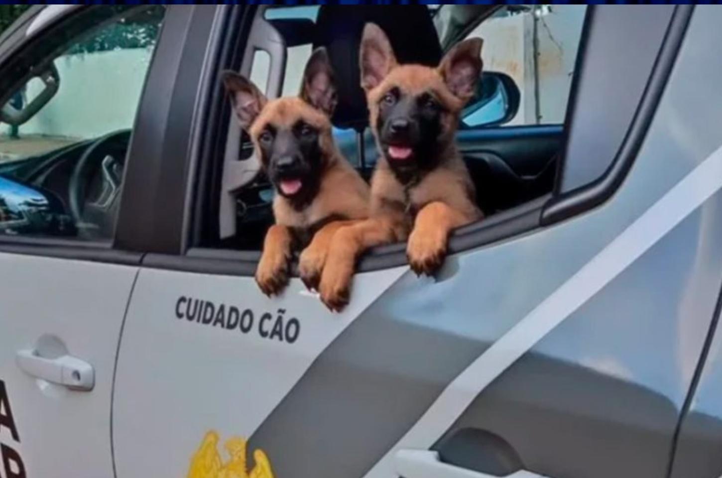 Nova geração de cães de serviço inicia treinamento na PMPR