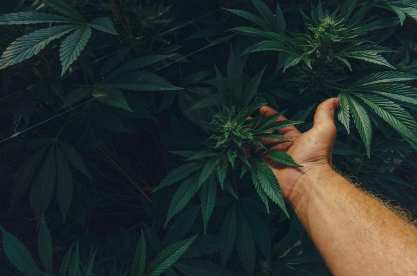 Anvisa regulamenta cultivo controlado de cannabis para fins medicinais no Brasil