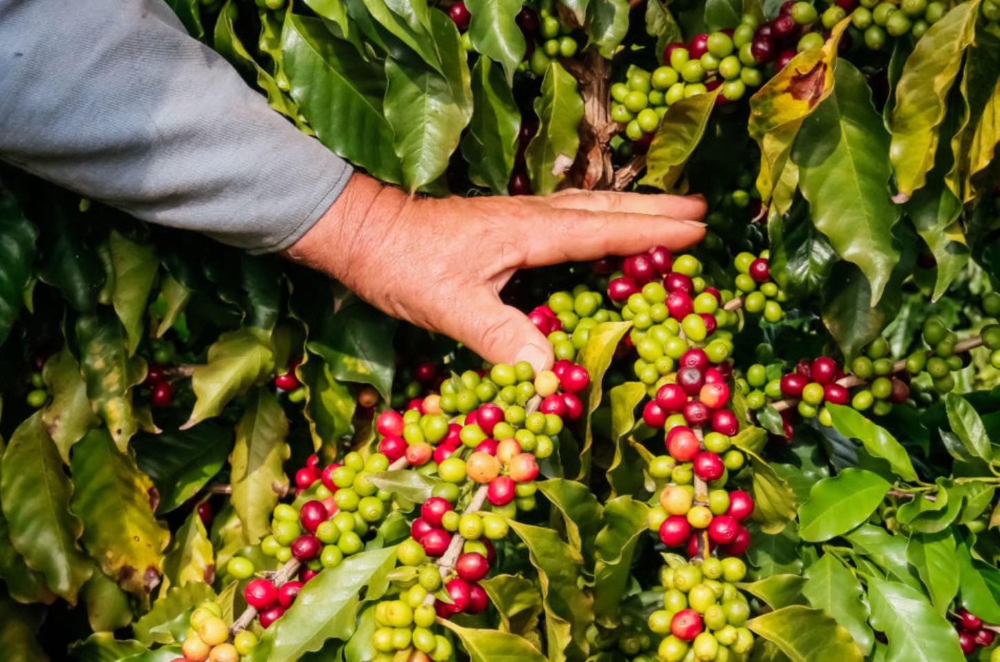 Café da Serra de Apucarana recebe Indicação Geográfica e fortalece produção local