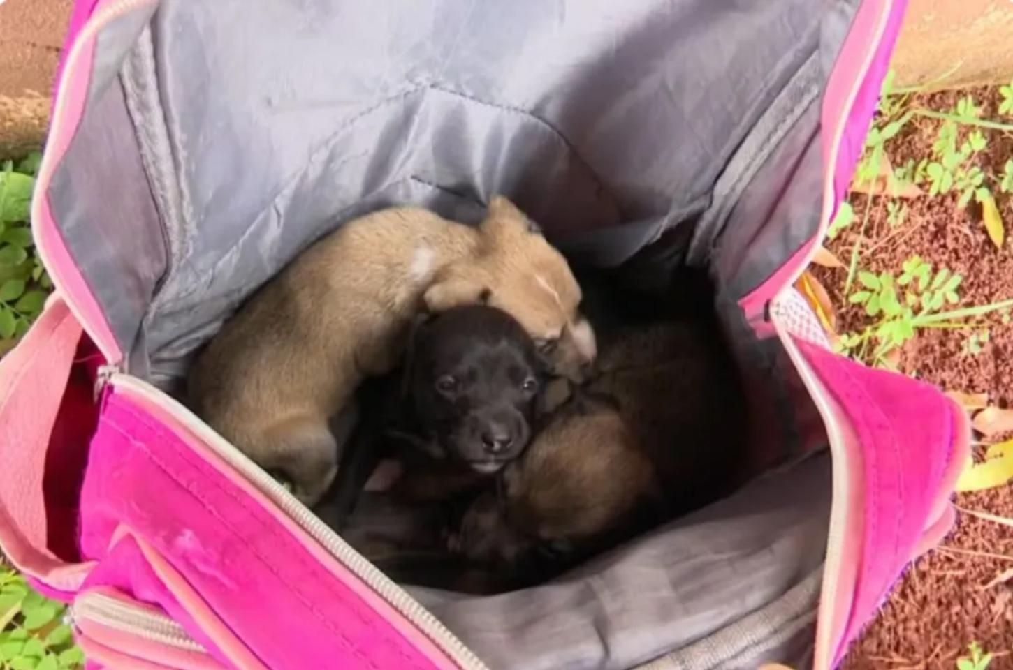 Filhotes de cachorro são abandonados dentro de mochila em calçada de Londrina