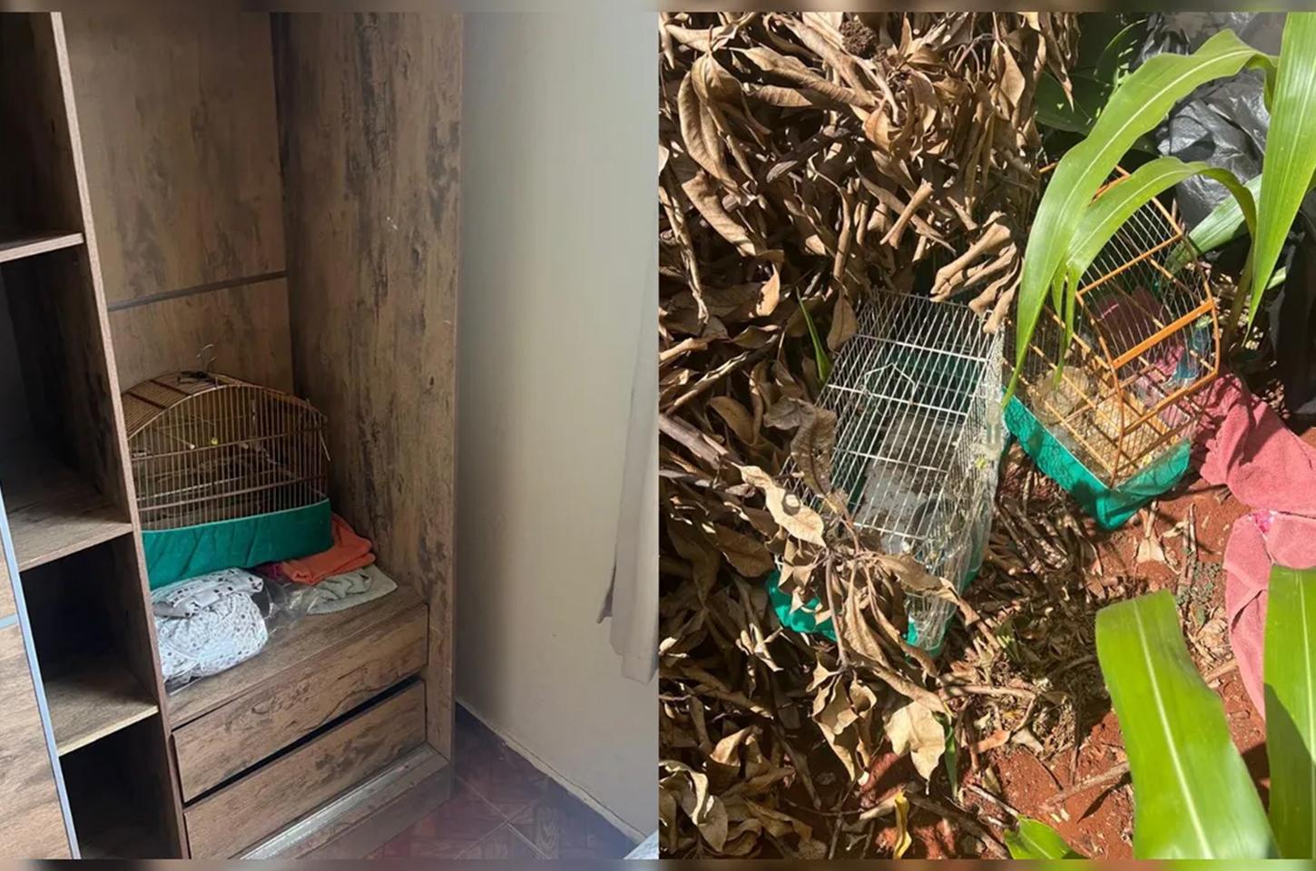 Morador esconde aves em guarda-roupa e leva multa de R$ 6 mil em Arapongas