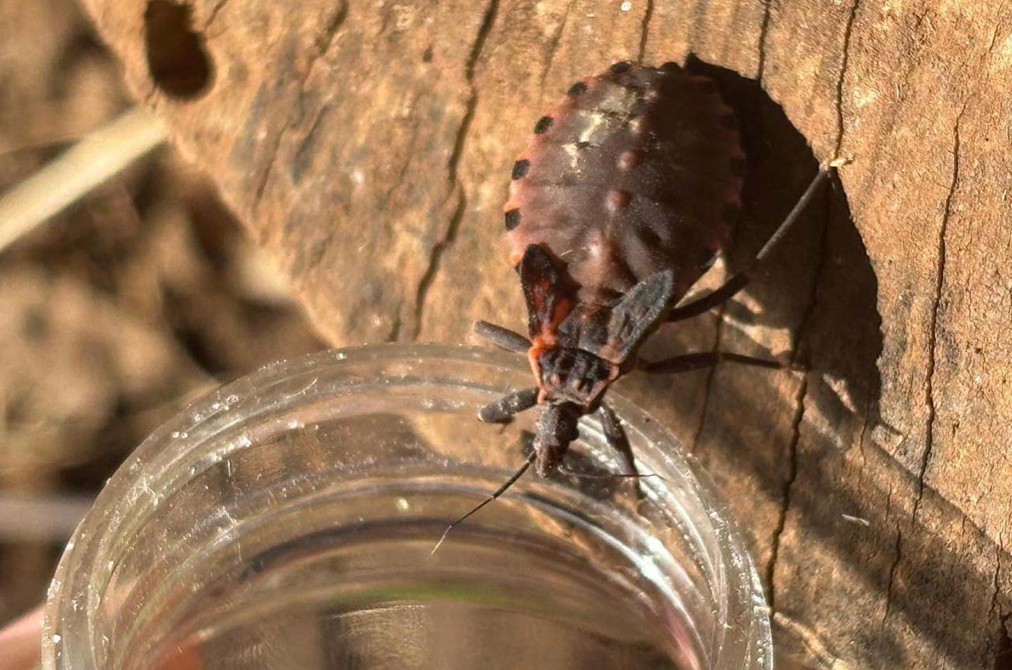 Paraná intensifica vigilância e cuidados com a doença de Chagas