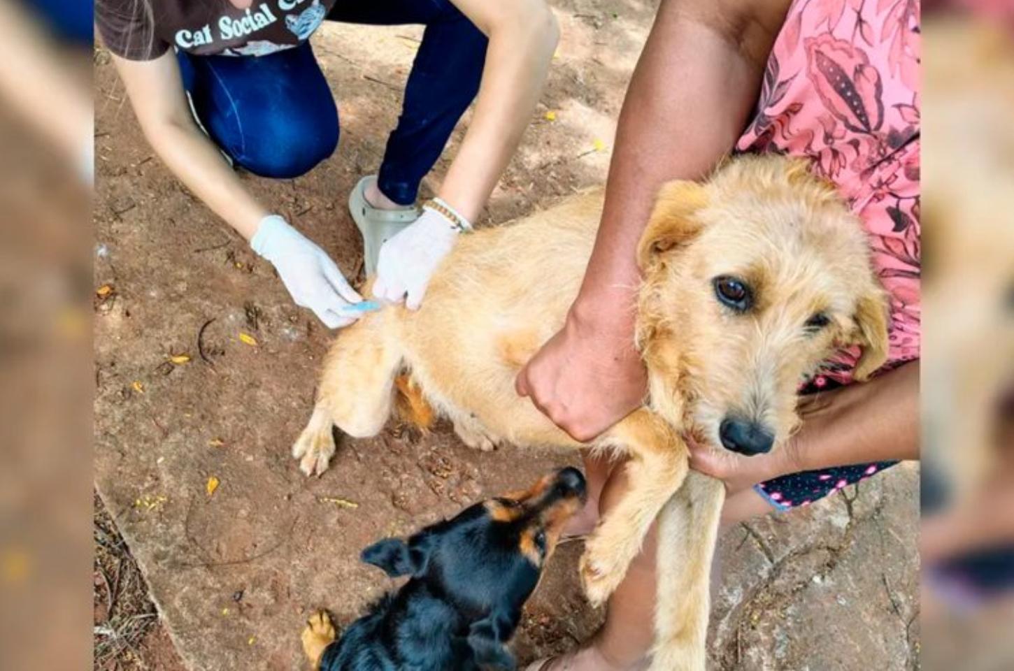Prefeitura de Arapongas vacina 420 cães e gatos contra a raiva em 2025