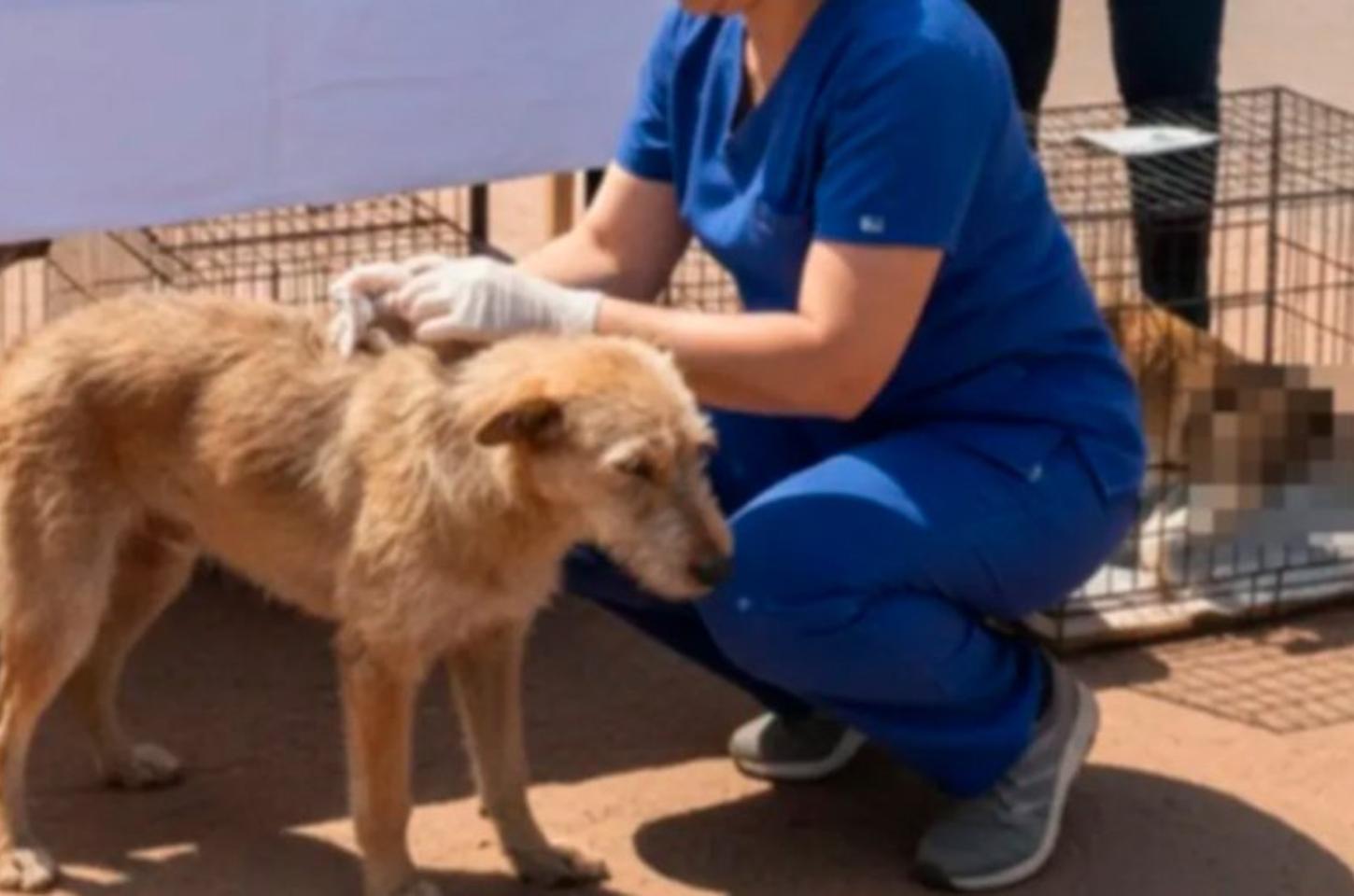 Prefeitura de Kaloré inicia campanha de vacinação antirrábica para animais abandonados