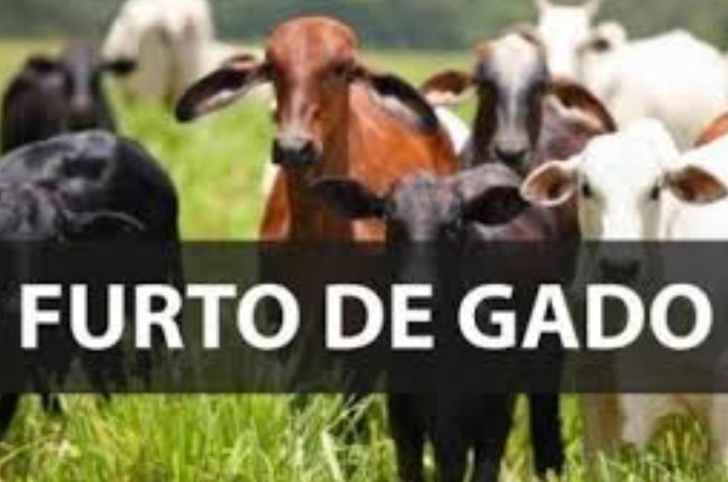 Produtores de Cambira registram série de furtos de gado