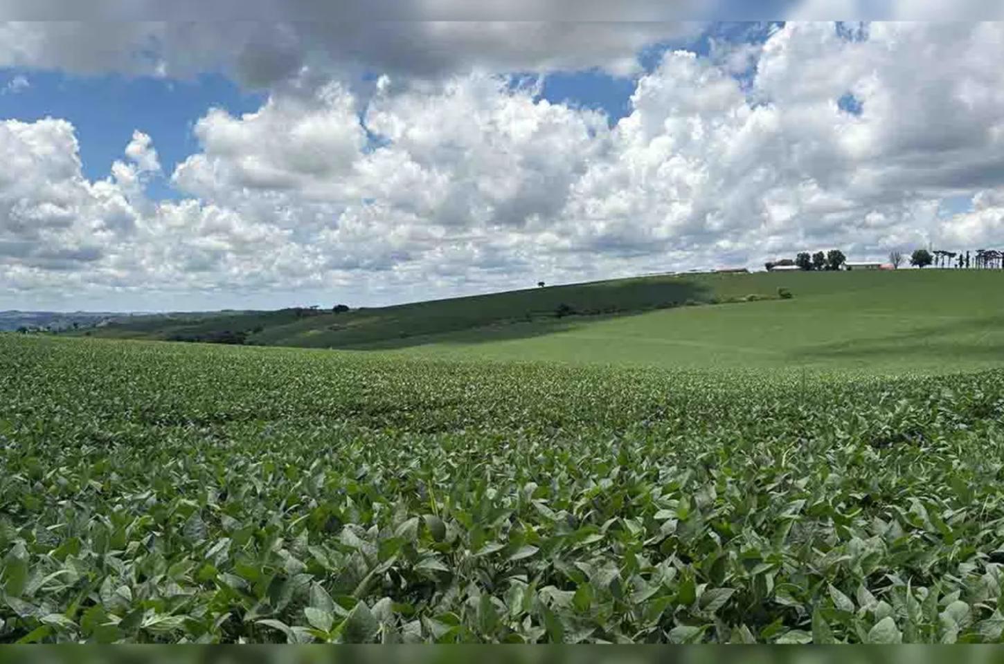 Safra de soja avança na região de Ivaiporã com expectativa de boa produtividade