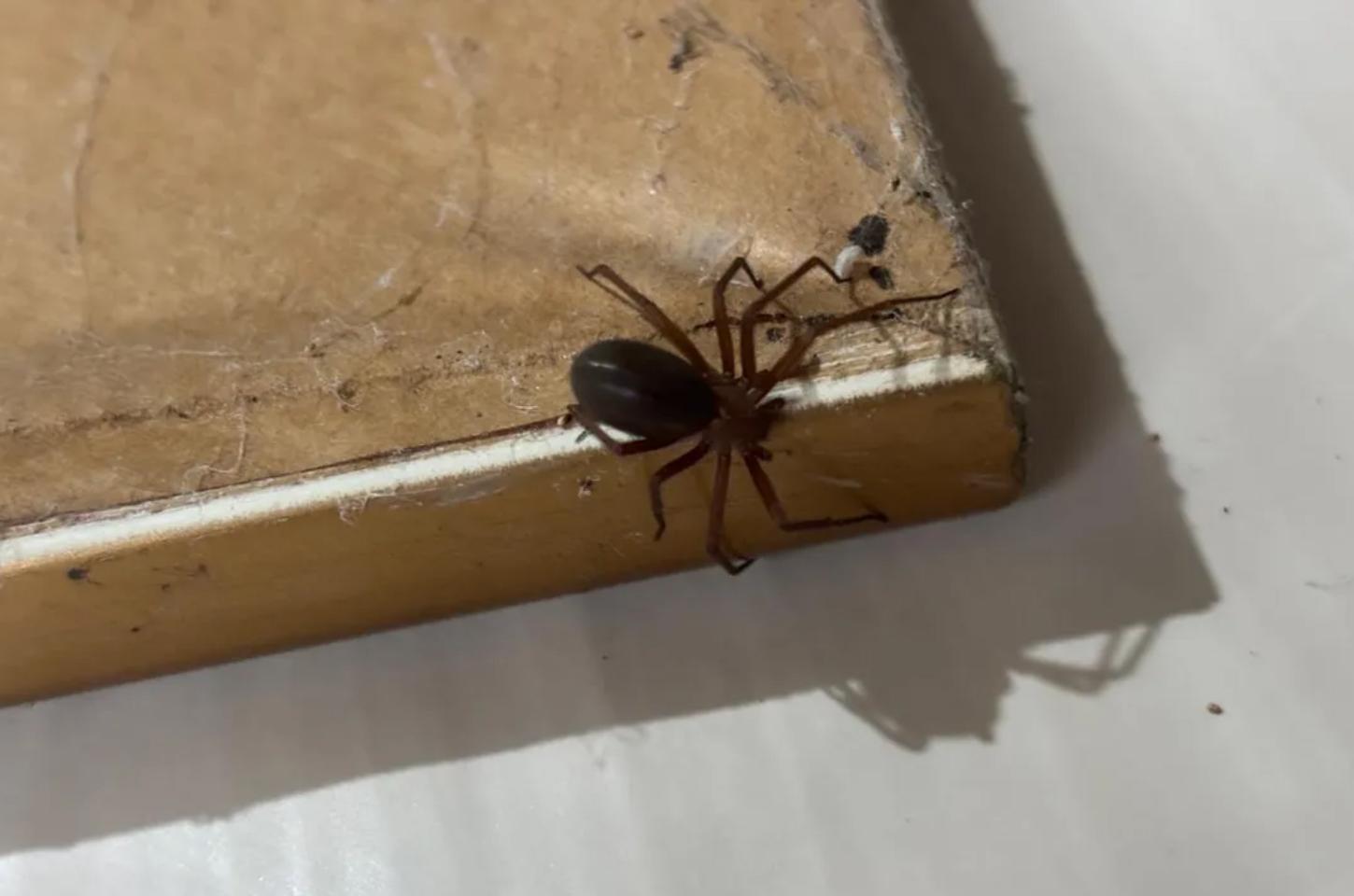 Saúde alerta para cuidados com aranhas no verão