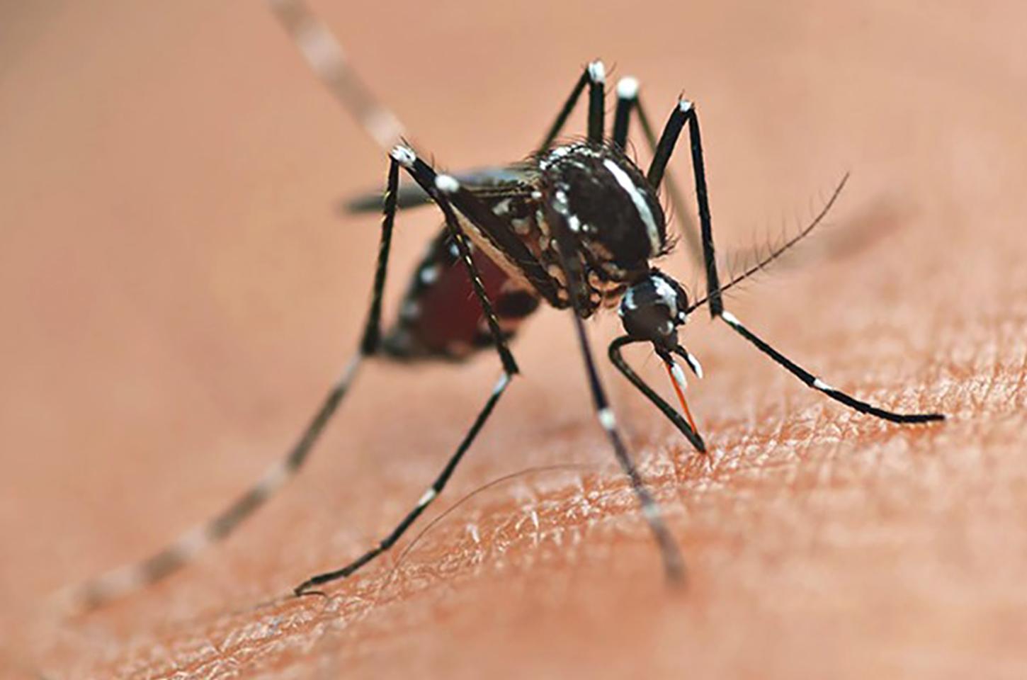 Secretaria da Saúde inicia publicação dos novos informes epidemiológicos da dengue