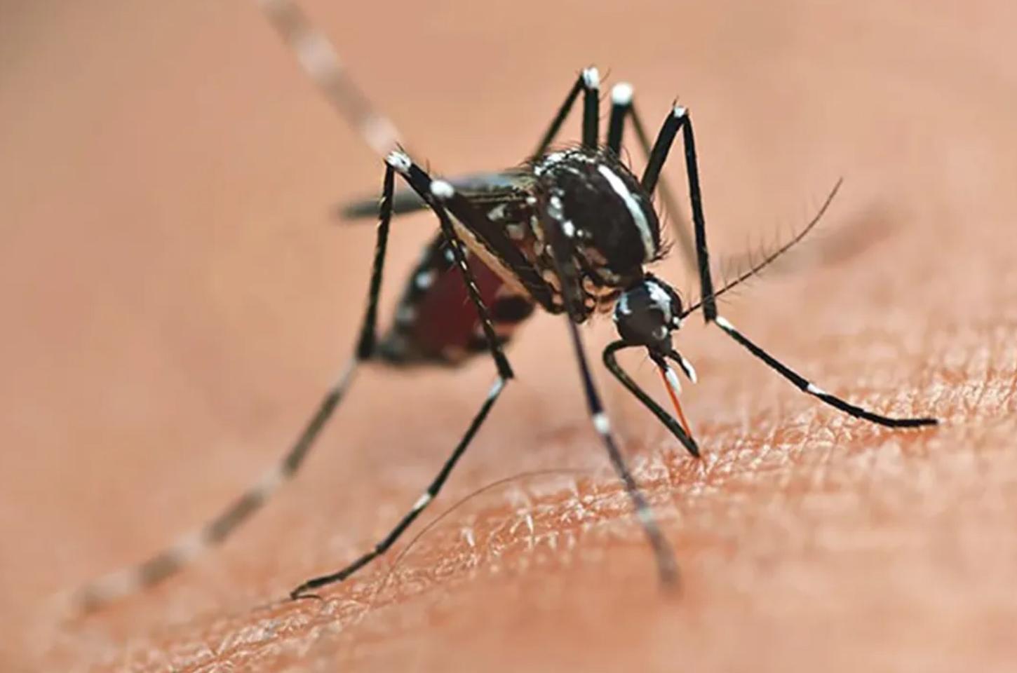 Veja qual é a única cidade da região que não registrou casos de dengue em 2025