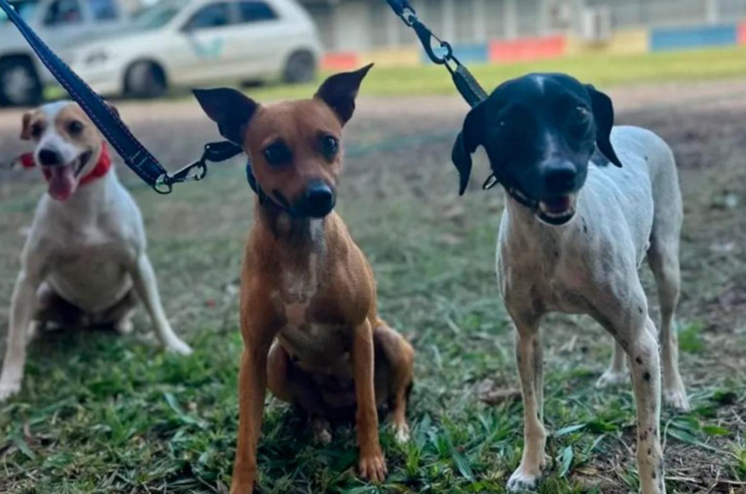 CastraPet Paraná inicia agenda de fevereiro e atende 42 municípios