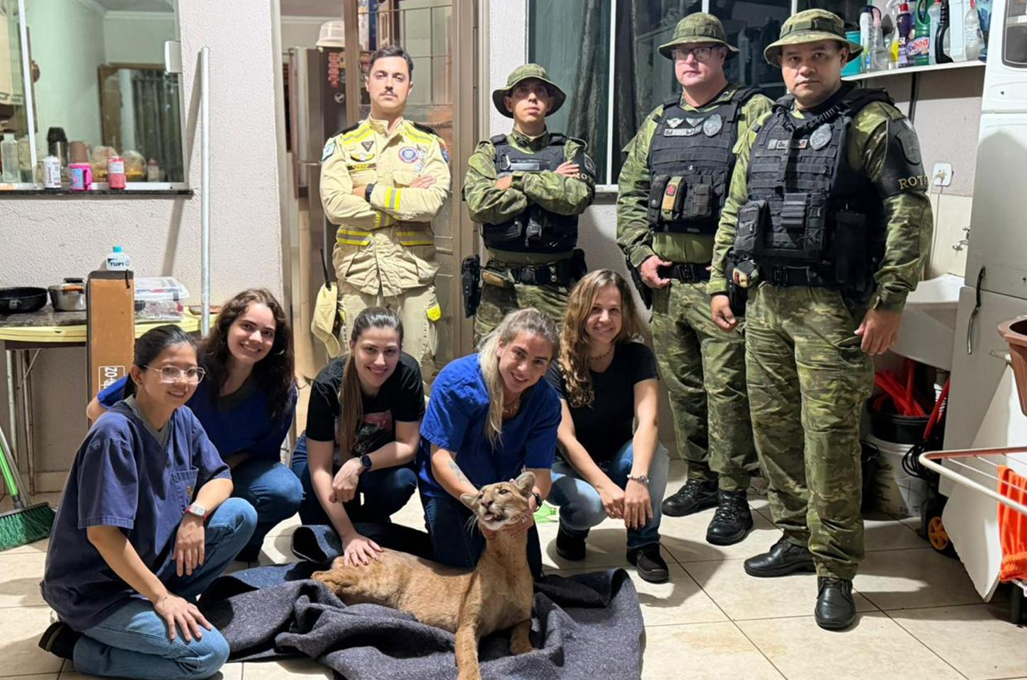 Centro de reabilitação vinculado ao IAT inicia tratamento de onça-parda resgatada em Maringá