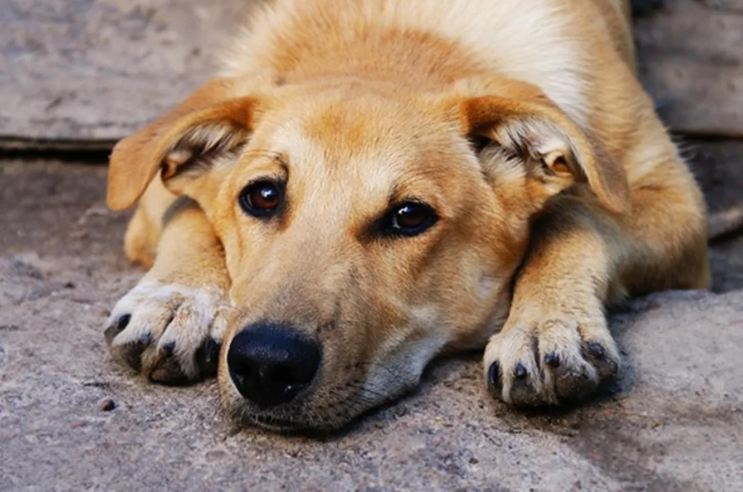 Vizinhos denunciam mulher suspeita de ir embora de apartamento e abandonar cachorro no local