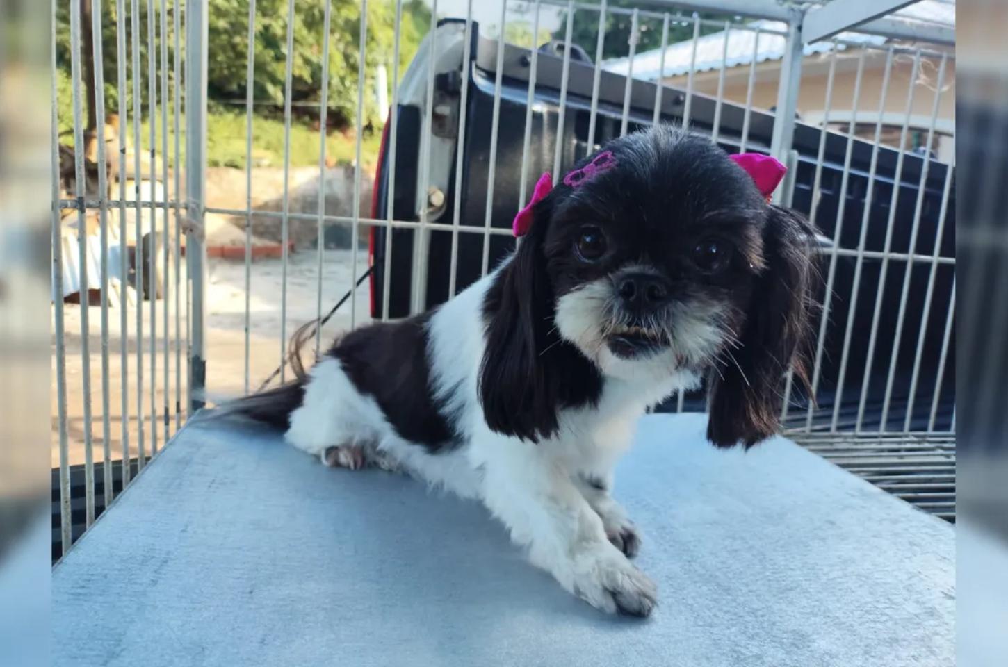 Cachorrinha é resgatada sem ferimentos em acidente com dois óbitos em Jandaia do Sul