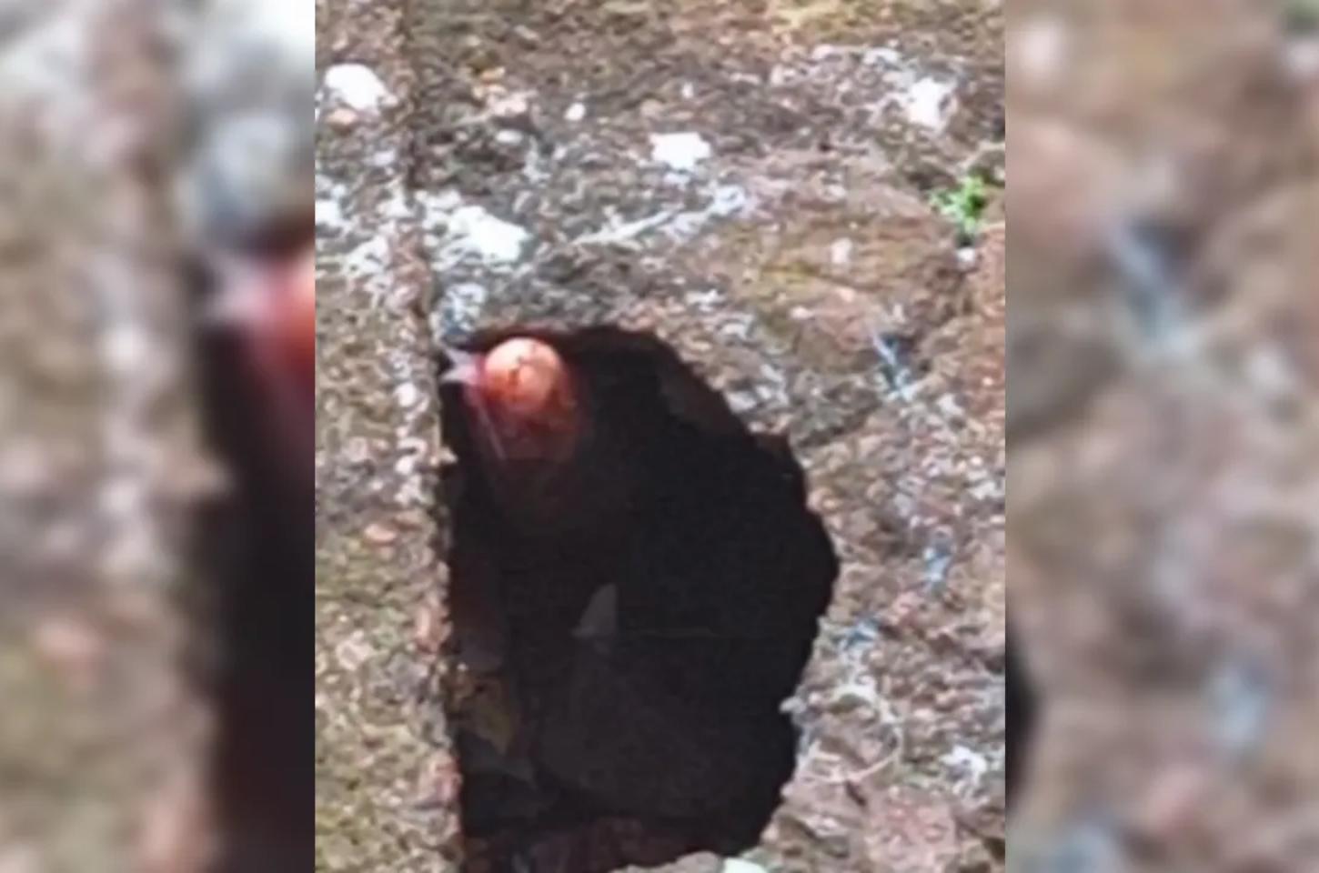 Moradora do Jaçanã se depara com cobra em casa e aciona Corpo de Bombeiros