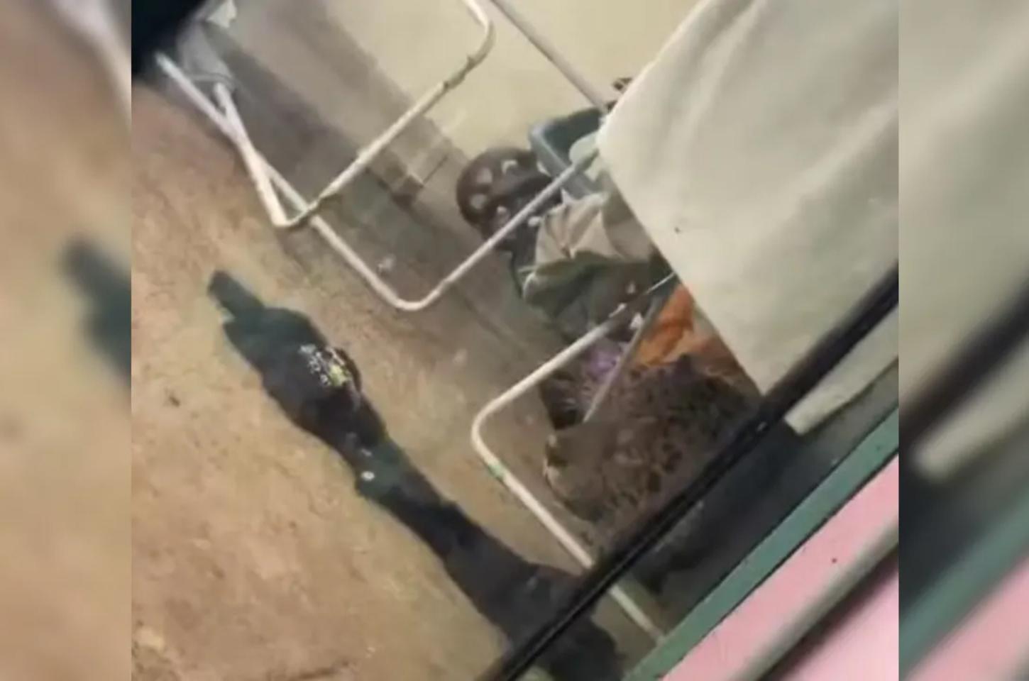 Morador leva susto ao dar de cara com onça de 75 kg embaixo de varal no Paraná