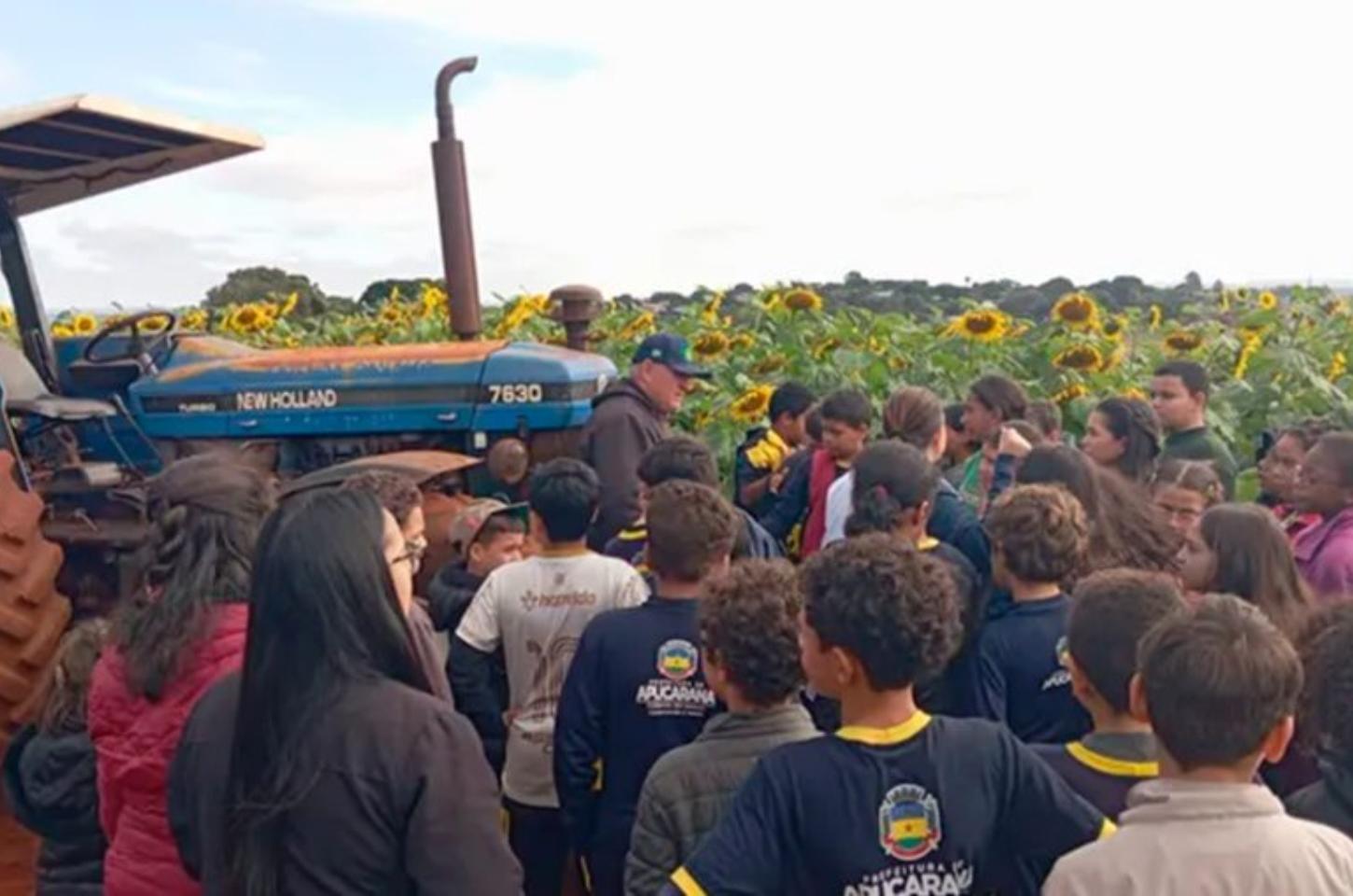 Plantação de girassóis encanta visitantes e vira atração espontânea em Apucarana
